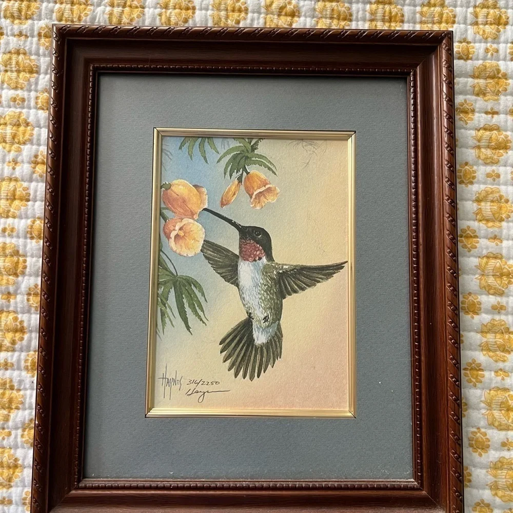 Hummingbird Watercolor by Haynes Framed